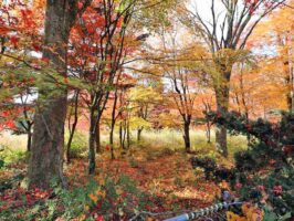 真庭市蒜山上福田C-167の物件写真