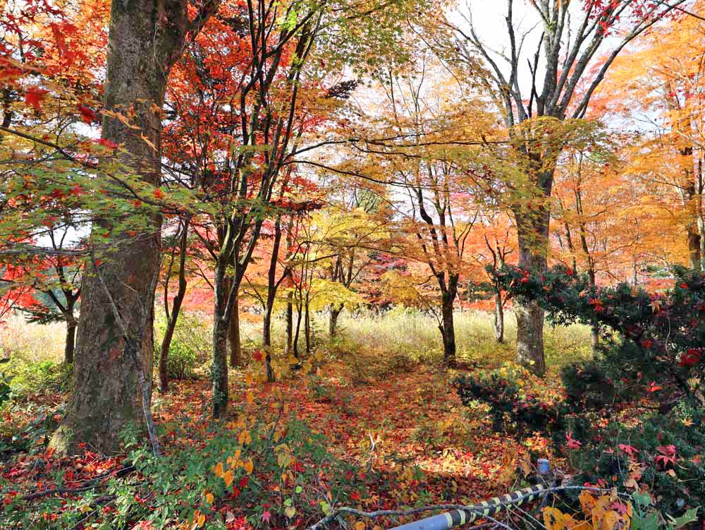 真庭市蒜山上福田C-167の物件写真