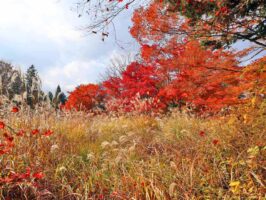 真庭市蒜山上福田C-167の物件写真