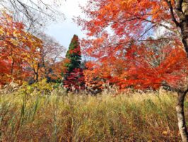 真庭市蒜山上福田C-167の物件写真