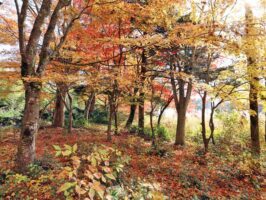 真庭市蒜山上福田C-167の物件写真