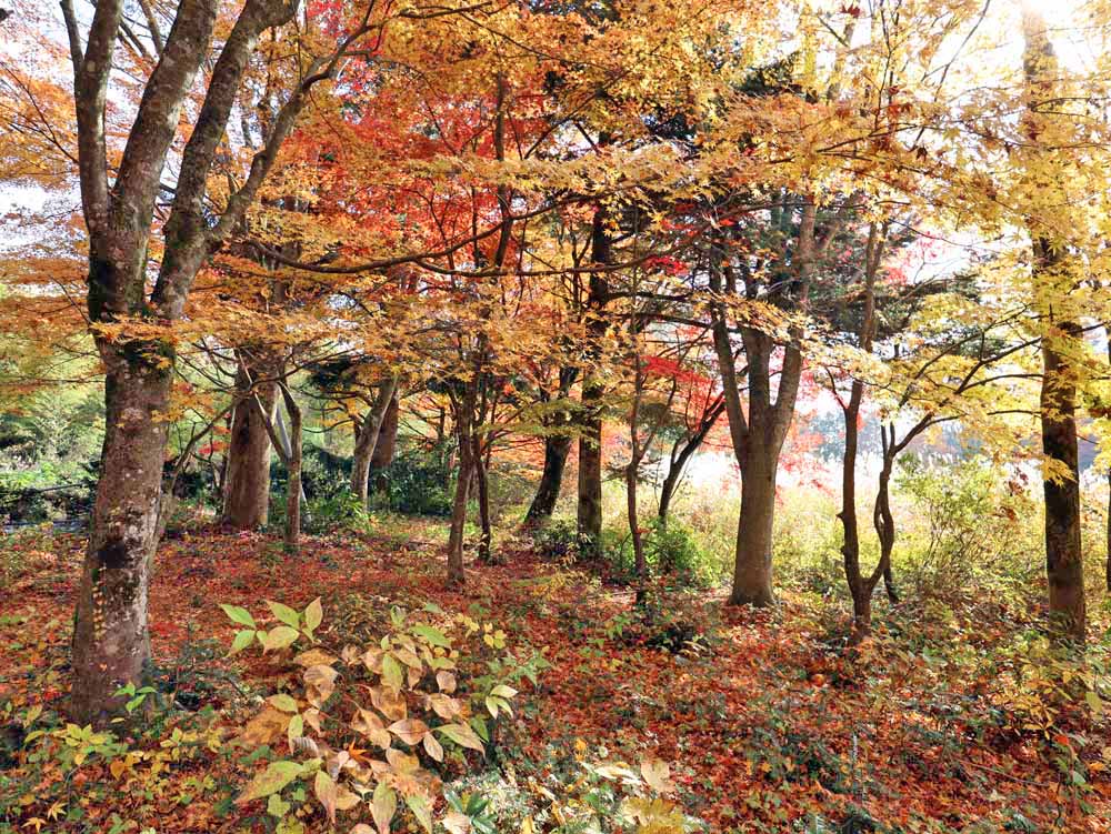 真庭市蒜山上福田C-167の物件写真